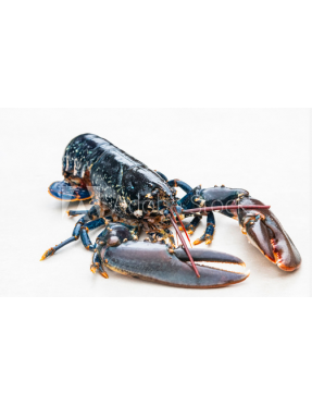 Le Homard bleu de Bretagne