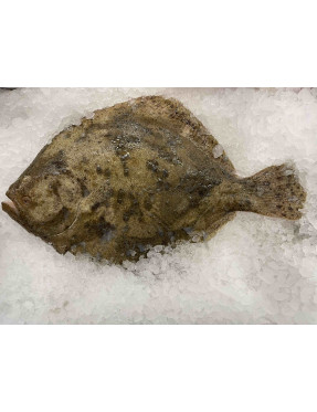 Le Turbot