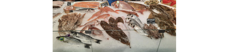 Poisson breton, de la baie de Morlaix, Finistère, Bretagne